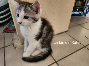 Maine Coon EKH- Mix Kitten - 1 Kater und 1 Katze suchen ein liebevolles Zuhause