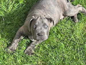 Abgabebereit Cane Corso Welpen