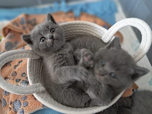 BKH Kitten zu verkaufen!