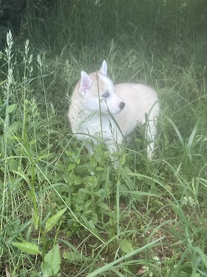 Süße Husky Malamute Welpen suchen ihr Traumzuhause