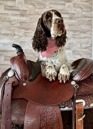 Englischer Springerspaniel