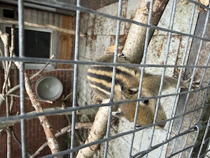 Baumstreifenhörnchen jungtiere Bild 4