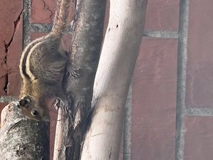 Baumstreifenhörnchen jungtiere Bild 2