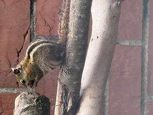 Baumstreifenhörnchen jungtiere Bild 3