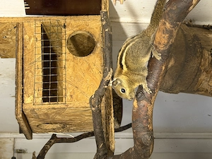 Baumstreifenhörnchen jungtiere