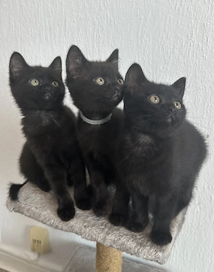 Süße BKH  Kitten suchen neue zu Hause 