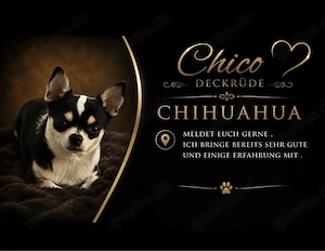 Chihuahua Deckrüde 