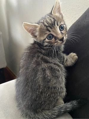 2 Bengal - Maine Coon Mix Katerchen zu verkaufen