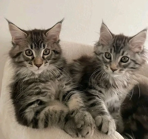   Zwei bezaubernde Maine-Coon-Kätzchen suchen ein liebevolles Zuhause  