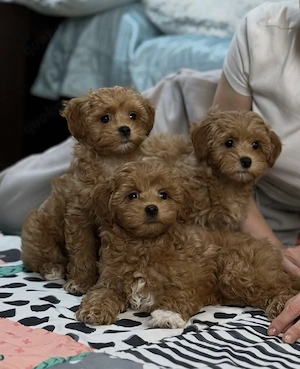 Gesunde Maltipoo-Welpen suchen ein liebevolles Zuhause.