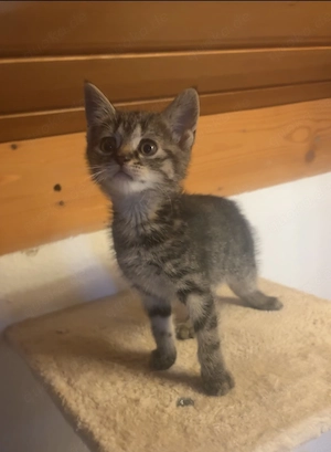Süßes Baby kitten (weiblich)zu verkauf(direkte Abholung,sehr lieb&anhänglich Festpreis 200 