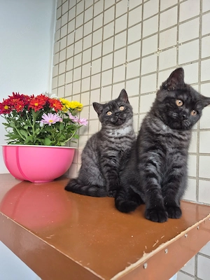 Süße BKH Kitten suchen ein liebevolles Zuhause!
