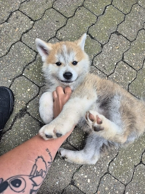 Akita Inu Rüde 9 wochen