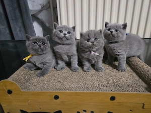 Kitten BKH mit Stammbaum 