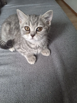 bkh kazen Baby zum abgegeben 