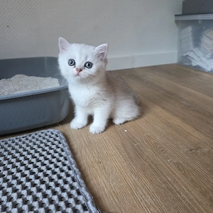 Bkh Kitten vom Züchter mit Stammbaum