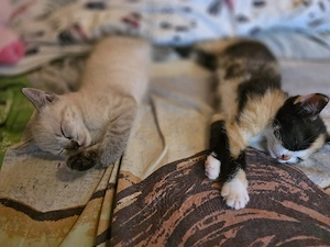 kleine kitten ab der 12 woche abzugeben 