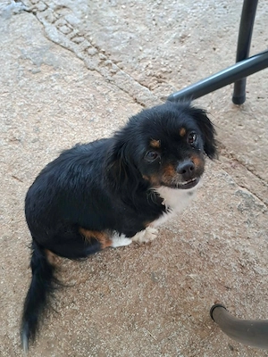 2j Pekinese Mix Hündin 10.7 ausreisebereit bis Berlin nach Adoption 