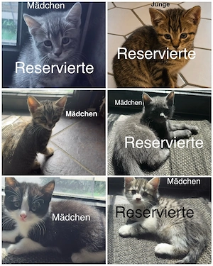 6 Wunderschöne BKH Katzen Kater abzugeben