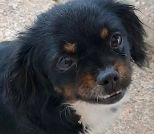 2j Pekinese Mix Hündin 10.7 ausreisebereit bis Berlin nach Adoption 