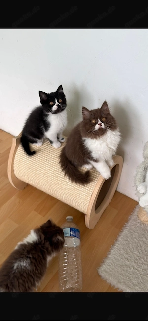 BKH BLH kitten Bild 3