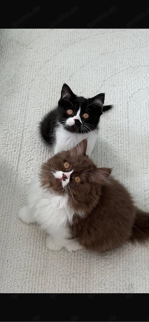 BKH BLH kitten