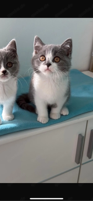 BKH BLH kitten Bild 4