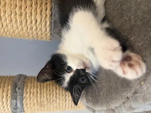 BKH Kitten Bild 5