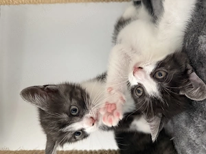 BKH Kitten Bild 2