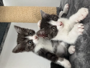 BKH Kitten Bild 3