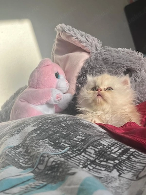  Perser Kitten 