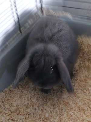 Zwergkaninchen 