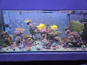 Auflösung meines Meerwasseraquariums 