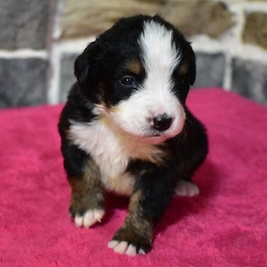 Berner Sennenhund-Welpen   Liebevolle neue Zuhause gesucht
