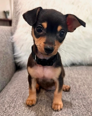 Chihuahua-welpen