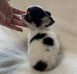 Chihuahua-Welpen
