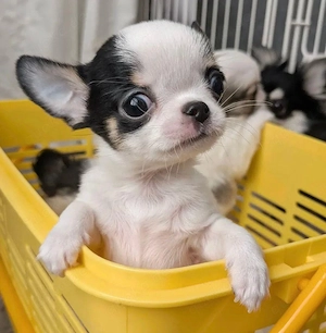 Chihuahua-welpen