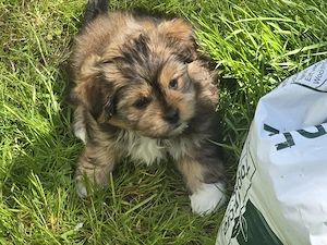 Kleines Bärchen Yorki  Mix