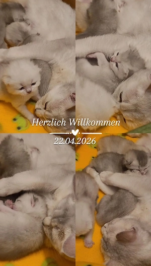 Süße BKH Kitten ab 16. Juni abzugeben
