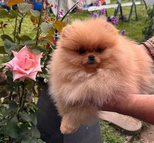 Pomeranian Zwergspitz Boo Welpe Rüde 