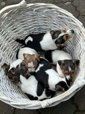 Süsse Jack-Russell Welpen Tri-Color aus liebevoller Hobbyzucht