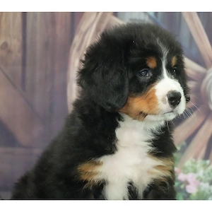    Berner Sennenhund-Rüden suchen ihr Zuhause für immer   