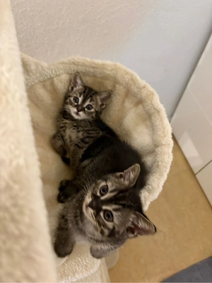 BKH-Bengal Mix Kitten