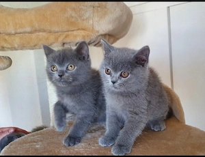 BKH Britisch Kurzhaar Kitten 