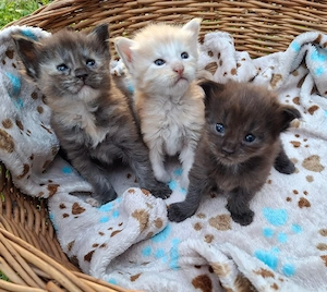 Reinrassige Maine Coon Kitten mit wesensfestem, verschmusten Charakter