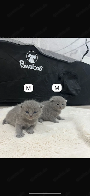 bkh kitten 