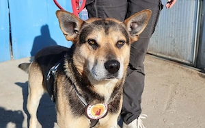 Sportlicher Schäferhund-Mix Robin sucht Zuhause