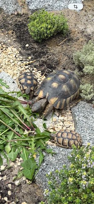 Breitrandschildkröten aus 2012 