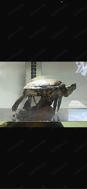 Schildkröte abzugeben