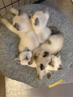 BKH Kätzchen Kitten